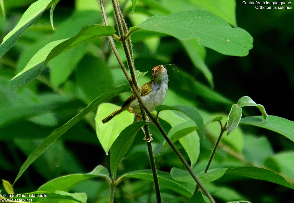 Common Tailorbird female, Reproduction-nesting