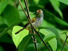 Common Tailorbird