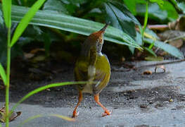 Common Tailorbird