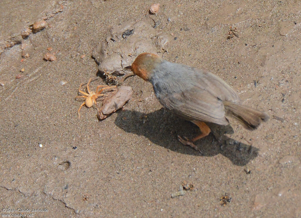 Ashy Tailorbird, feeding habits