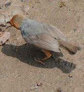 Ashy Tailorbird