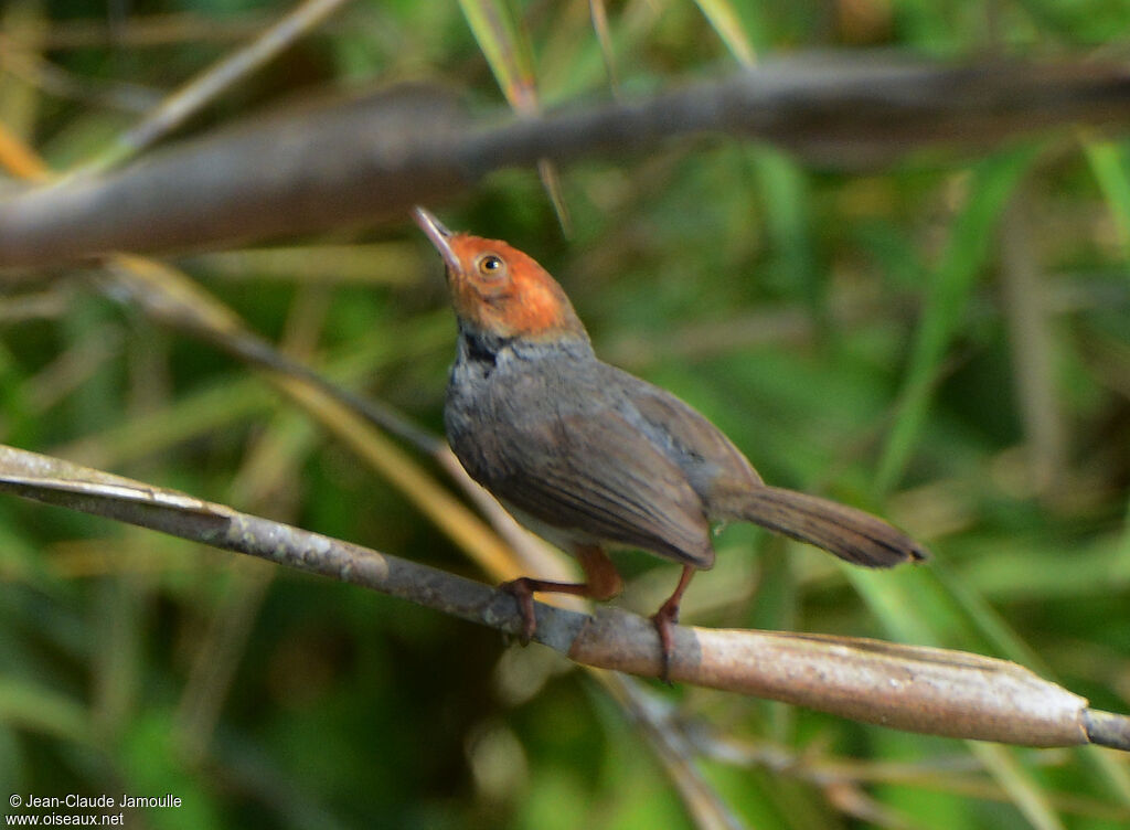 Couturière à tête rousse