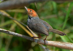 Ashy Tailorbird