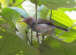 Ashy Tailorbird