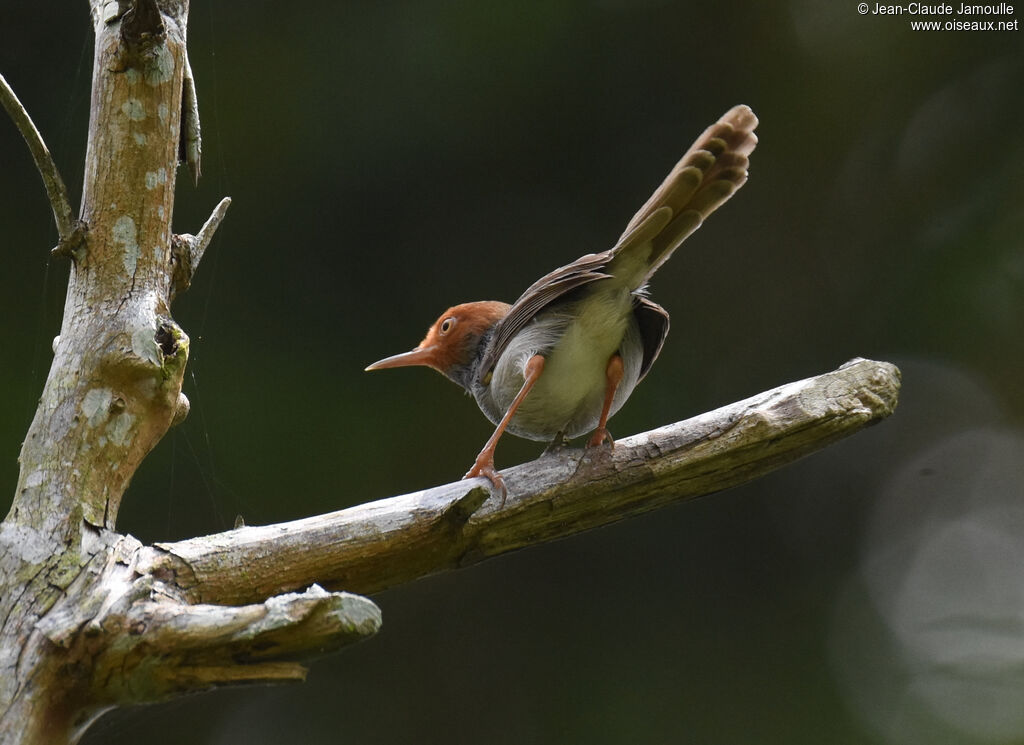 Ashy Tailorbird