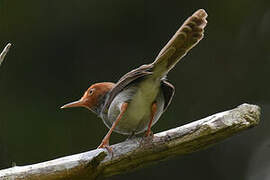 Ashy Tailorbird