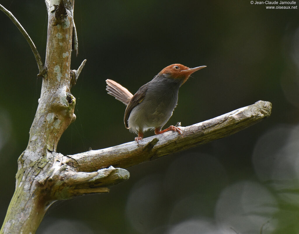 Ashy Tailorbird