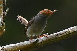 Ashy Tailorbird