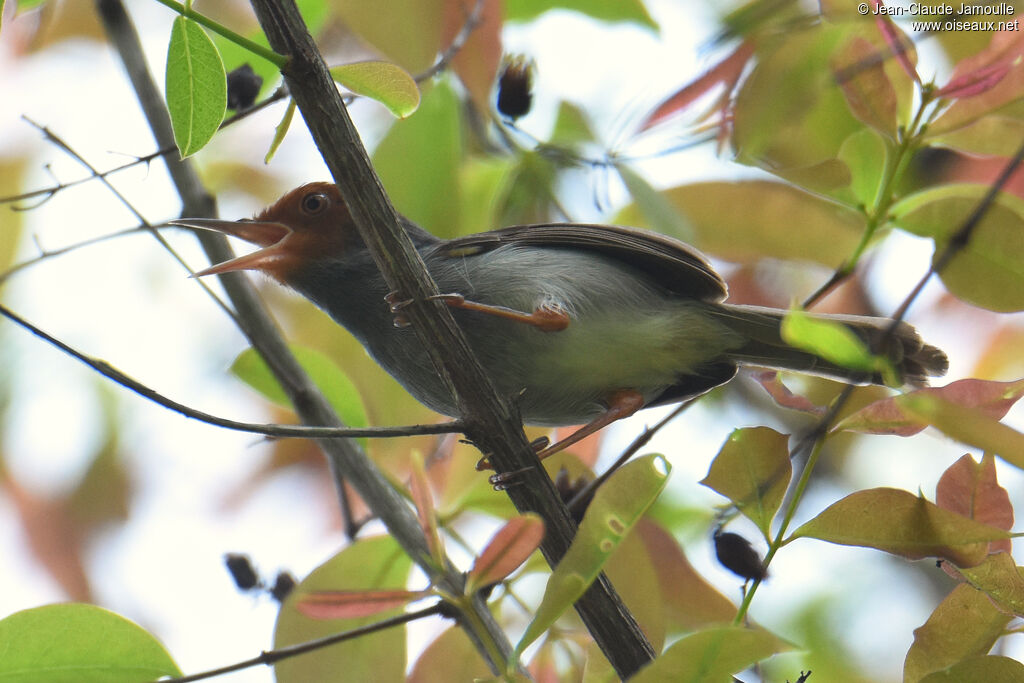 Ashy Tailorbird