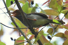 Ashy Tailorbird