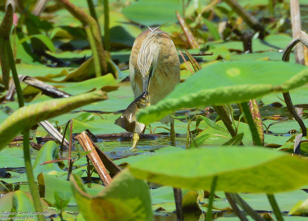 Squacco Heronadult breeding, feeding habits