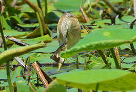 Squacco Heron