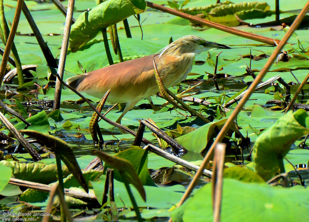 Squacco Heronadult breeding, Behaviour