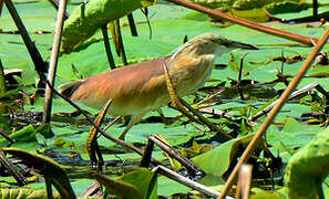 Squacco Heron