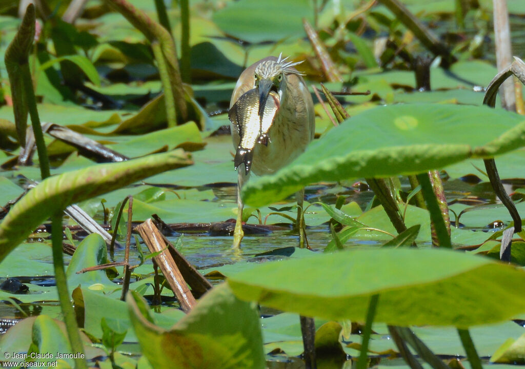 Squacco Heronadult breeding, feeding habits