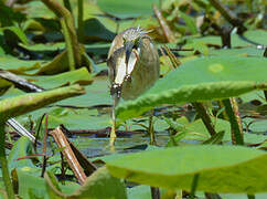 Squacco Heron