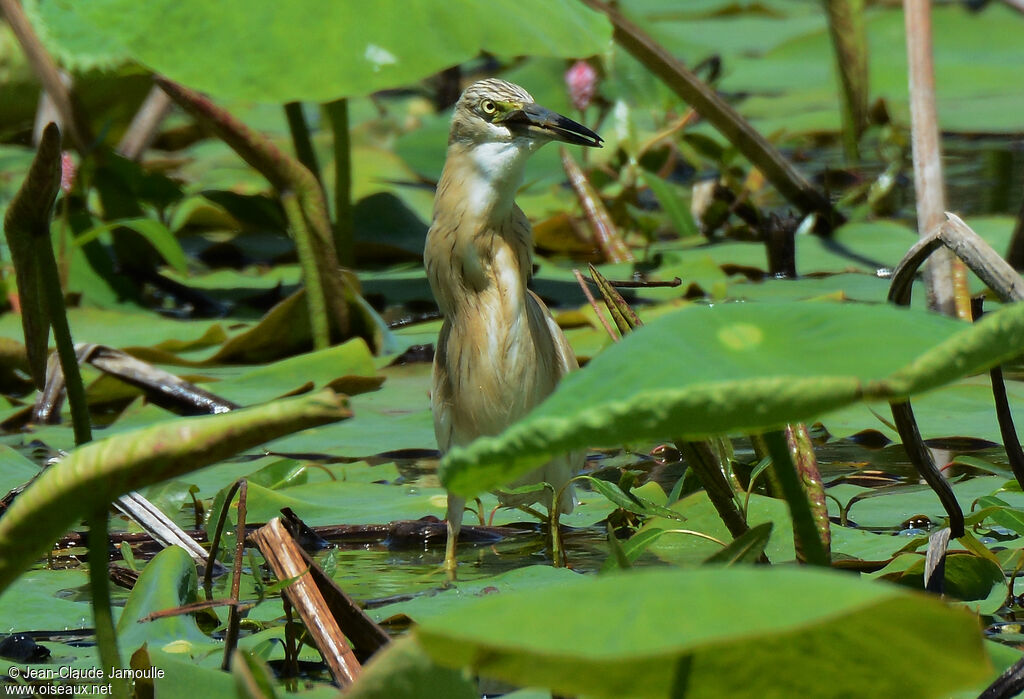 Squacco Heronadult breeding