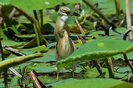 Squacco Heron