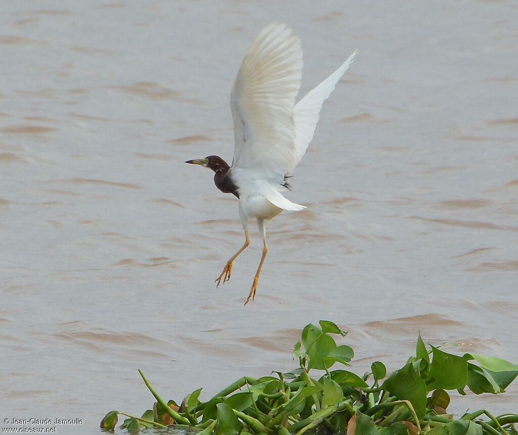 Chinese Pond Heron