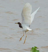 Chinese Pond Heron