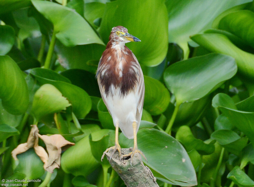 Chinese Pond Heron