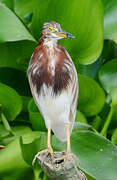 Chinese Pond Heron