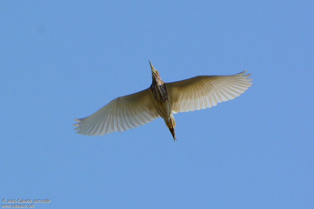 Chinese Pond Heron, Flight