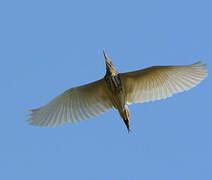 Chinese Pond Heron