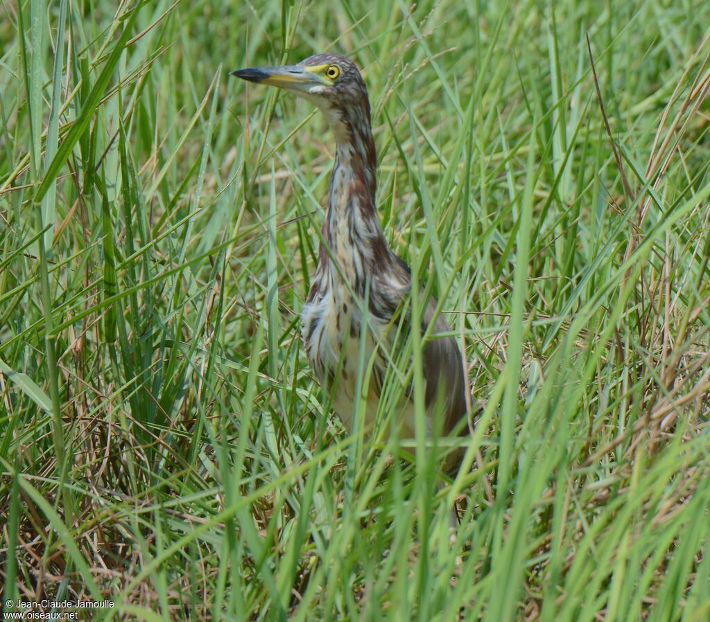 Chinese Pond Heron