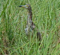 Chinese Pond Heron