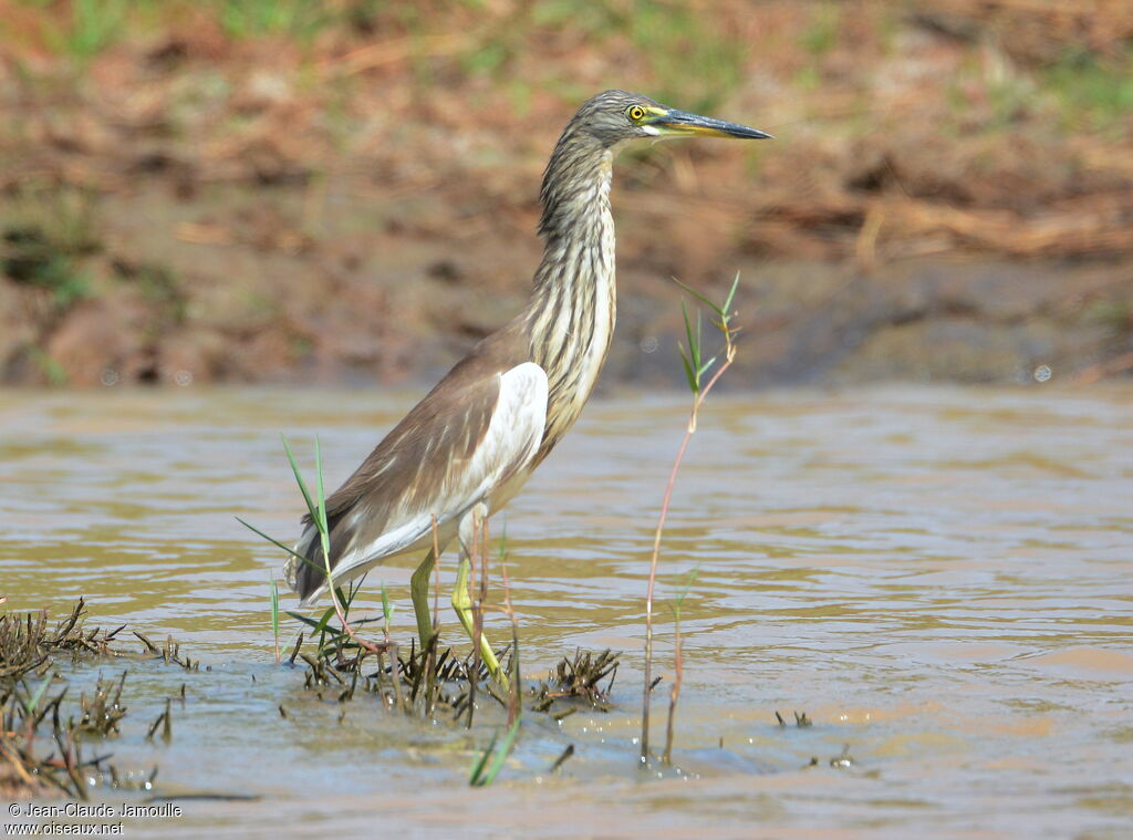 Chinese Pond Heron