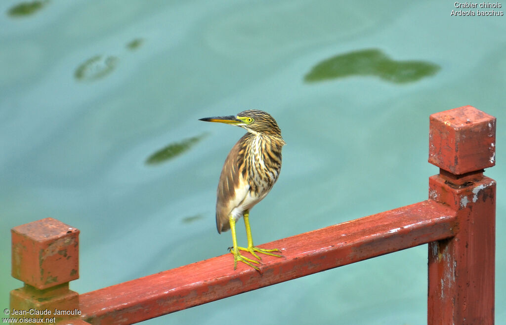 Chinese Pond Heron, Behaviour