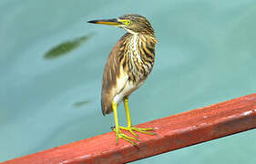 Chinese Pond Heron