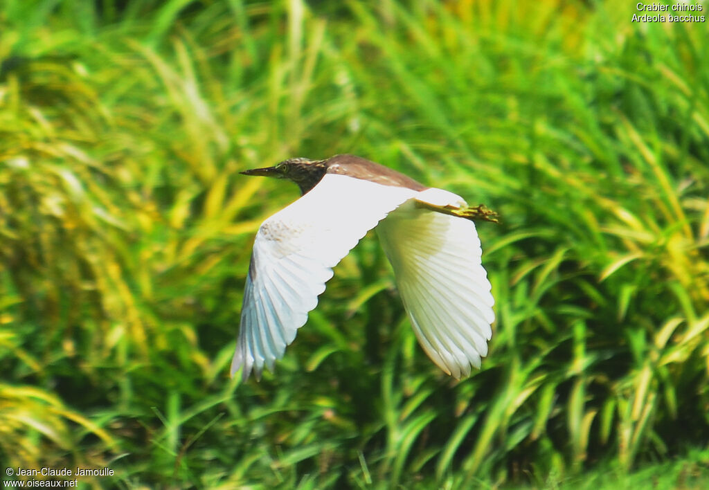 Chinese Pond Heron, Flight