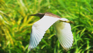 Chinese Pond Heron