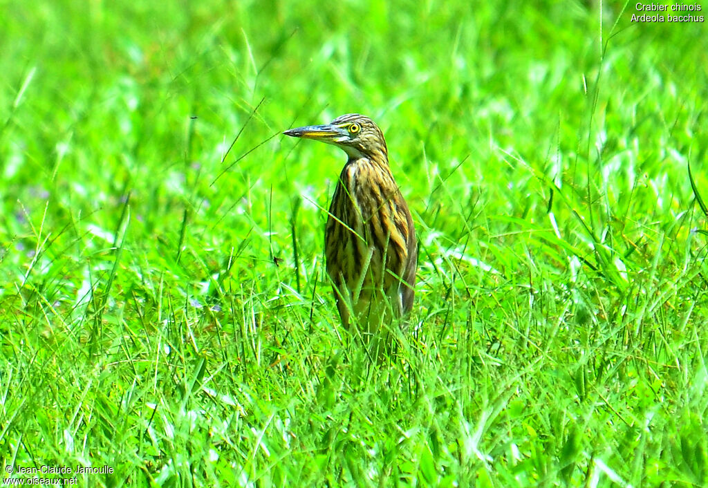 Chinese Pond Heron, Behaviour