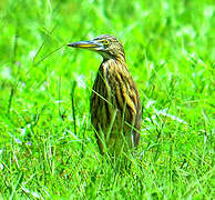 Chinese Pond Heron