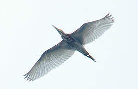 Chinese Pond Heron