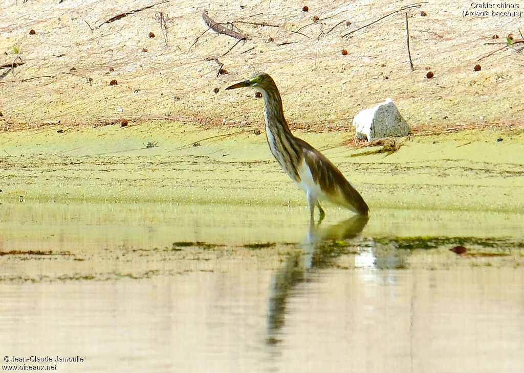 Chinese Pond Heron