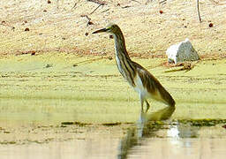 Chinese Pond Heron