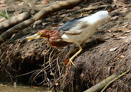 Chinese Pond Heron