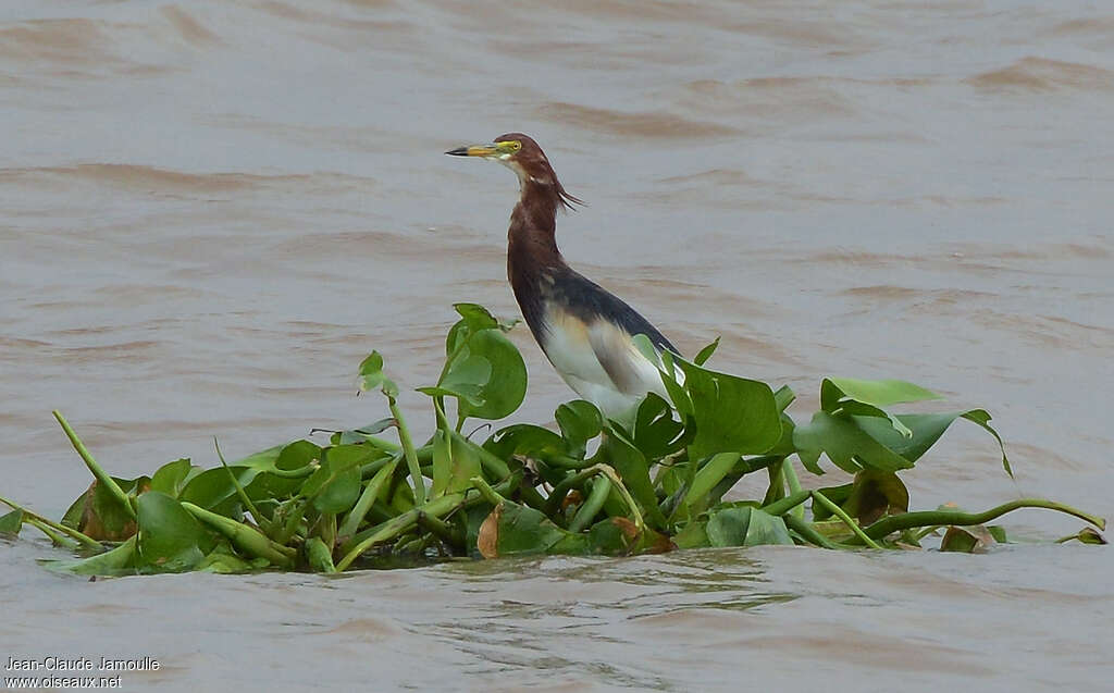 Crabier chinoisadulte, habitat, pigmentation