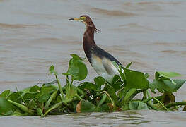 Chinese Pond Heron