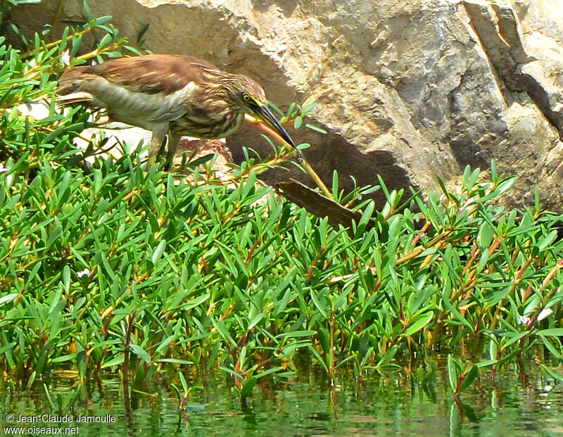 Indian Pond Heronimmature