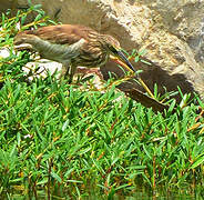 Indian Pond Heron