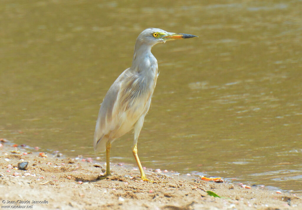 Indian Pond Heronadult