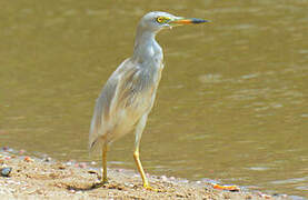 Indian Pond Heron