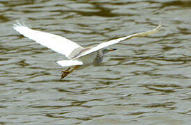 Indian Pond Heron