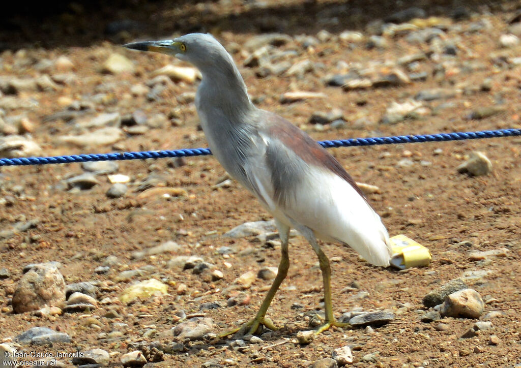 Indian Pond Heronadult