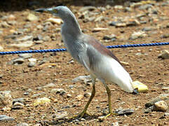 Indian Pond Heron